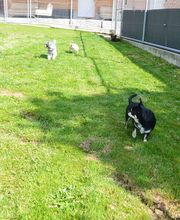 V.I.Pets Gossau Bild 12