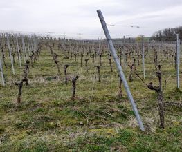 Weinbau Zinner Bild 2