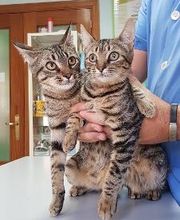 Centro Veterinario Guillena imagen 3