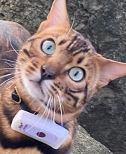 Chatterie Panthera du Maquis image 15