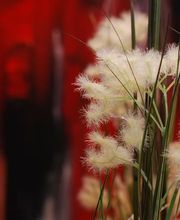 Bullo Luca Fiori Bild 11