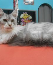 La Bichonnerie Henin image 14