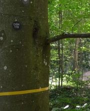 Freie Bestattungsbäume sind mit einem Band gekennzeichnet.