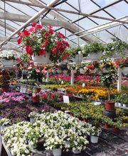 Gärtnerei Fischer KG Bild 2