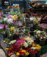BLUMENABTEILUNG
Entdecken Sie unsere wunderschöne Blumeninsel: Hier finden Sie für jeden Anlass die passenden Pflanzen. Wir bieten Ihnen eine große Auswahl an Schnittblumen, Topfpflanzen und Orchideen.
Entdecken Sie auch Sämereien und wunderschöne Zimmerpflanzen, die Ihr Zuhause verschönern. Ob eine prachtvolle Rose für einen besonderen Anlass oder eine farbenfrohe Zimmerpflanze für Ihr Wohnzimmer: Hier werden Sie fündig. Unsere Blumen überzeugen durch ihre Frische und Schönheit.