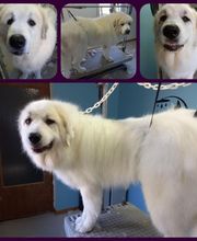 Canin Félin Toilettage image 3