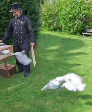 Hochzeitstauben Burlet Bild 6