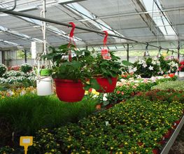 Herrmann Pflanzen GmbH Bild 10