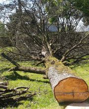 Au coeur de l'arbre image 3