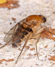 OPC Pest Services image 6