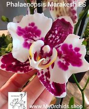 MyOrchids.shop Bild 6