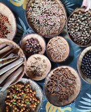 Fleur des Tropiques image 10