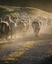 Pyrenees Travels imagen 3