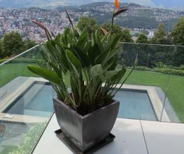Art & Giardini Sagl Bild 14