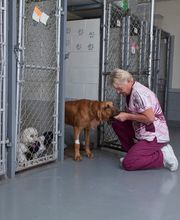 Spoon River Animal Clinic image 7