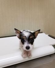 Wayne Heights Animal Hospital image 14