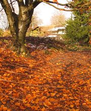 Les Artisans de L'Arbre Sarl Bild 6