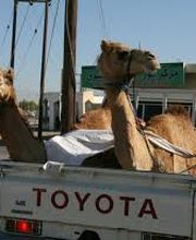 Kolchis Verlag und Reisen AG / Treffpunkt Orient Bild 2