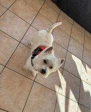 Au Chien Chic image 4