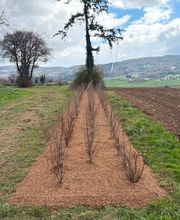 Gigon Paysages Sàrl Bild 11