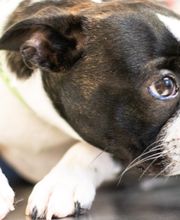 Family Pet Clinic Southampton image 11