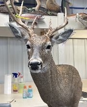Carroll's Wildlife Taxidermy image 2