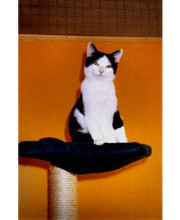Emmas Katzenparadies Bild 6