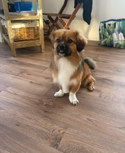 CHIC CANIN image 9