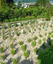 Gaertnerei in Basel-Stadt