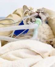 Marigin Tierklinik - 24 Std. Notfalldienst - Zentrum für Tiermedizin Bild 7