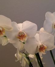 Pompes Funèbres Dourdannaises image 11