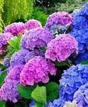 Pépinières Faucon image 8