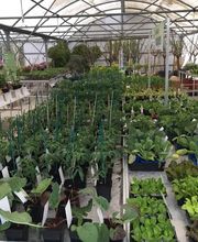 Pépinière Jolijardin image 3