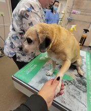 Athens Animal Clinic image 4