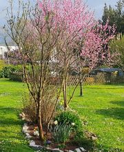 La Forêt des Ronrons image 9