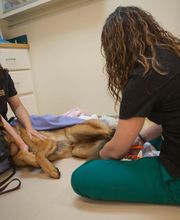 Sangaree Animal Hospital image 1