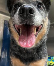 Irvine Valley Veterinary Hospital image 19