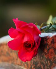 Graichen-Bestattungen Inh. Mike Graichen Bild 3