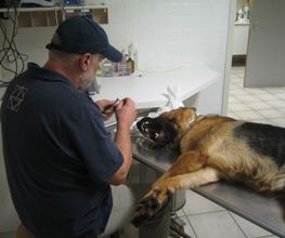 Dierenarts Meemortel De