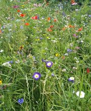 Chraftgrüen GmbH Bild 13