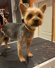 Nany'Dog Toilettage image 9