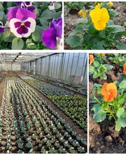 Ets Degauchy image 11