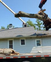 Whitledge Tree Service LLC image 16