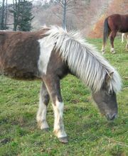 Leenhof Reitschule - Islandpferde Bild 1