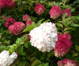 Royal Jardin sarl Bild 11