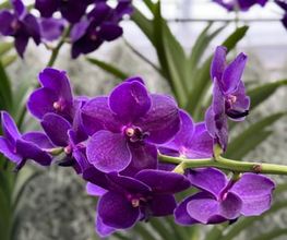 Orchidable di Andrea Martina Bild 2