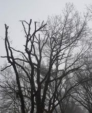 Arbroservice image 16