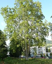 Sittelle Elagage image 3