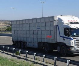 ganados-casals-camion-de-transporte-en-movimiento.jpg
