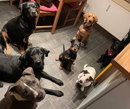 Doglife Bild 14